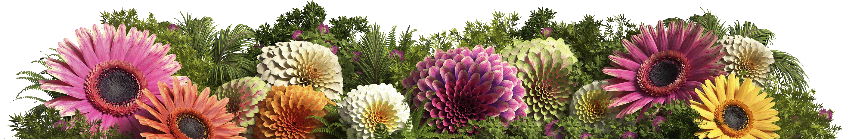 plantas